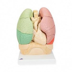 American 3 B Scientific Segmented Lung Model - Segmented Lung Model - 1008494