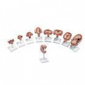 American 3B Scientific Deluxe Pregnancy Model Series - Deluxe Pregnancy Model Series - L11