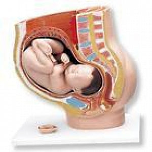 American 3B Scientific 3-Part Pregnancy Pelvis Model - 3-Part Pregnancy Pelvis Model - L20