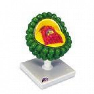 American 3B Scientific AIDS Virus Model - AIDS Virus Model - L40