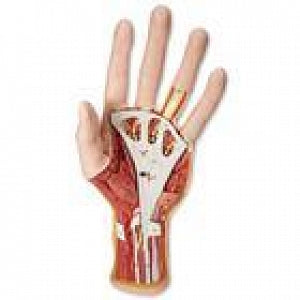 American 3B Scientific 3-Part Internal Hand Structure Model - Internal Hand Structure Model - M18