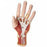 American 3B Scientific 3-Part Internal Hand Structure Model - Internal Hand Structure Model - M18