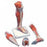 American 3B Scientific Lower Muscle Leg Model - Lower Muscle Leg Model, with Knee - M22