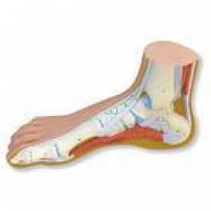 American 3B Scientific Normal Foot Model - Normal Foot Model - M30