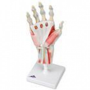 American 3B Scientific Hand Skeleton Model w/Ligaments - Hand Skeleton Model with Ligaments - M33/1