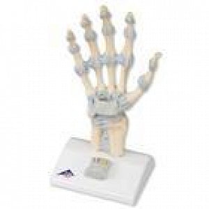 American 3B Scientific Hand Skeleton Model w/Ligaments - Hand Skeleton Model with Ligaments - M33