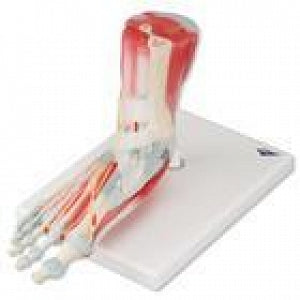 American 3B Scientific Foot Skeleton Model w/Muscles - Foot Skeleton Model with Ligaments - M34/1