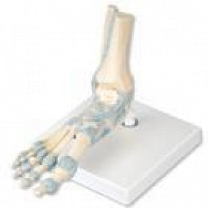 American 3B Scientific Foot Skeleton Model w/Muscles - Foot Skeleton Model with Ligaments - M34