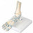 American 3B Scientific Foot Skeleton Model w/Muscles - Foot Skeleton Model with Ligaments - M34