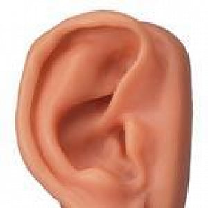 American 3B Scientific Acupuncture Ear Model - Acupuncture Ear Model, Right - N15/1R