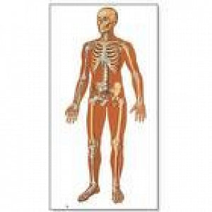 American 3B Scientific Front View of Human Skeleton Chart - Human Skeleton Chart, Front View, No Rods - V2001U