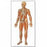 American 3B Scientific Front View of Human Skeleton Chart - Human Skeleton Chart, Front View, No Rods - V2001U