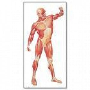 American 3B Scientific Front View of Human Musculature Chart - Human Musculature Chart, Front View, No Rods - V2003U