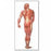 American 3B Scientific Rear View of Human Musculature Chart - Human Musculature Chart, Rear View, No Rods - V2005U