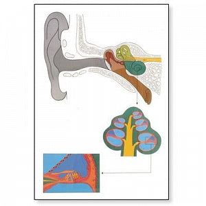 American 3B Scientific Human Ear Anatomy Chart - Human Ear Anatomy Wood-Mounted Wall Chart - V2010M