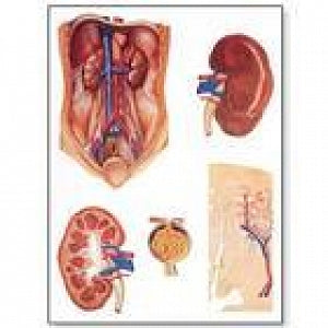 American 3B Scientific Kidney Anatomy Chart - Kidney Anatomy Chart, with Wooden Rods - V2013M