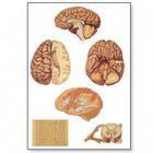 American 3B Scientific Human Central Nervous System Chart - Human Central Nervous System Model, Without Rod - V2034U