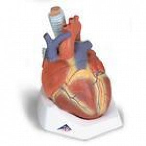 American 3B Scientific 7-Part Heart Model - Seven Part Heart Model - VD253