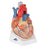 American 3B Scientific 7-Part Heart Model - Seven Part Heart Model - VD253