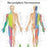 American 3B Scientific Peripheral Nervous System Chart - Spinal Nerves Chart - VR0621L