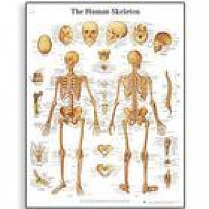 American 3B Scientific Human Skeleton Chart - Human Skeleton Chart, Front View, No Rods - VR1113L