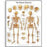 American 3B Scientific Human Skeleton Chart - Human Skeleton Chart, Front View, No Rods - VR1113L