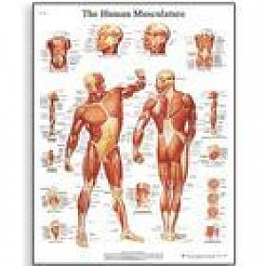 American 3B Scientific Human Muscle Chart - Human Musculature Chart - VR1118L