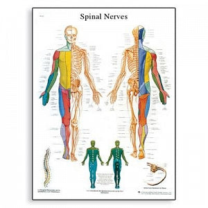 American 3B Scientific Spinal Nerves Anatomy Chart - Spinal Nerves Chart with 2 Metal Eyelets - VR1621L