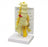 GPI Anatomicals Lumbar with Sacrum Model - MODEL LUMBAR W / SACRUM - 1700