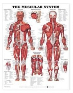 AliMed Anatomical Wall Charts - Anatomical Wall Chart, Shoulder and Elbow - 73442