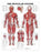 AliMed Anatomical Wall Charts - Anatomical Wall Chart, Shoulder and Elbow - 73442