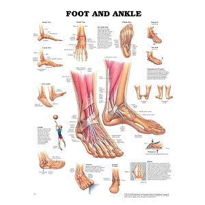 AliMed Anatomical Wall Charts - Anatomical Wall Chart, Foot and Ankle - 73446