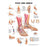 AliMed Anatomical Wall Charts - Anatomical Wall Chart, Foot and Ankle - 73446