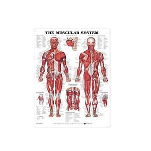 AliMed Anatomical Wall Charts - Anatomical Wall Chart, Human Spine Disorder, Plastic - 73450