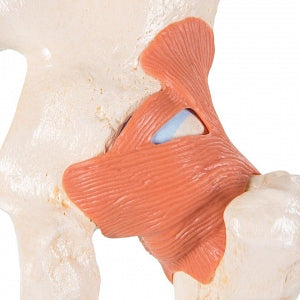 AliMed Anatomical Hip Joint Model - Functional Hip Joint Model - 73887