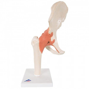 AliMed Anatomical Hip Joint Model - Functional Hip Joint Model - 73887