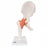 AliMed Anatomical Hip Joint Model - Functional Hip Joint Model - 73887