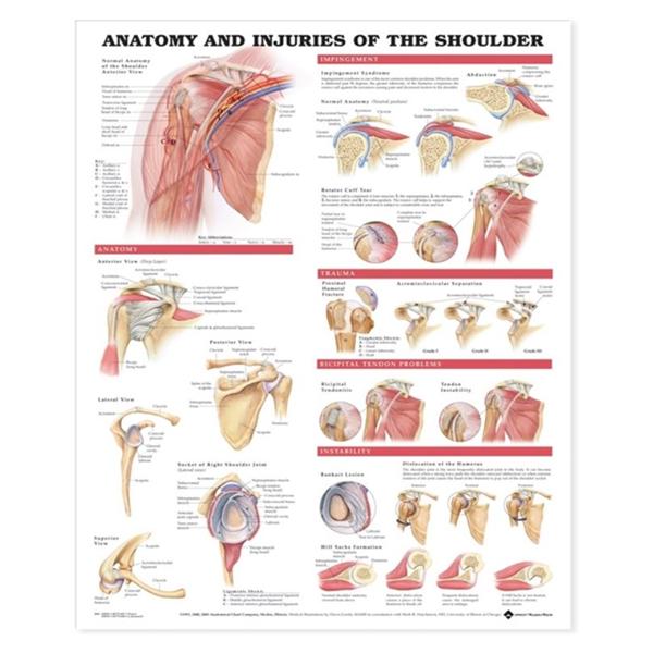 Wolters Kluwer Health  Chart Anatomical Anatomy and Injuries of the Shoulder 20x26" Ea (9781587798078)