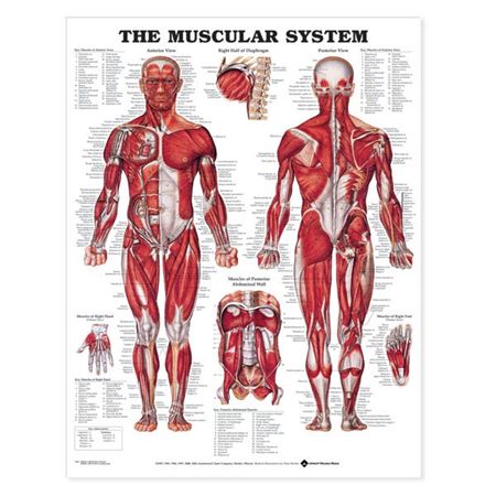 Anatomical Chart Skeletal System