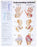 North Coast Medical Anatomical Wall Charts, Vinyl-Laminated