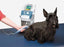 DJO Global Intelect Vet E-stim, Ultrasound and Laser Therapy - ELECTROTHERAPY COMBO, INTELECT VET 2 CH - 2756