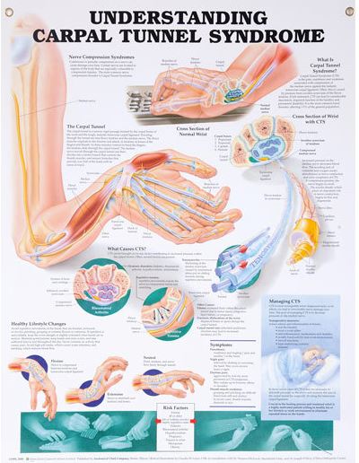 North Coast Medical Anatomical Wall Charts, Vinyl-Laminated