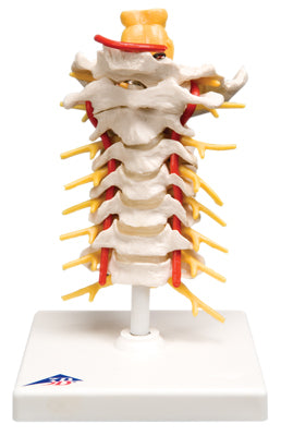 Cervical Spinal Column