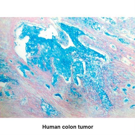 Colloidal Iron Stain Set Pint Set