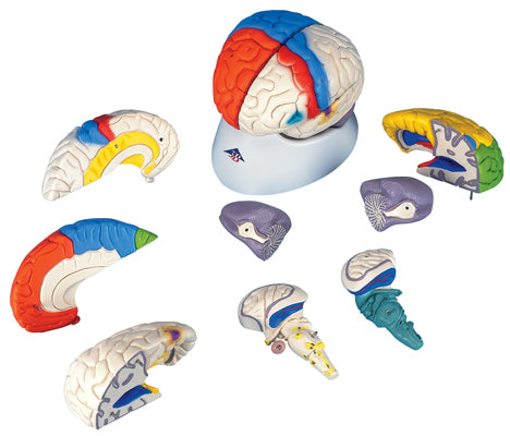 Deluxe Brain Neuro-Anatomical, 8-Part