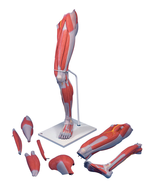 Deluxe Muscular Leg 7-Part