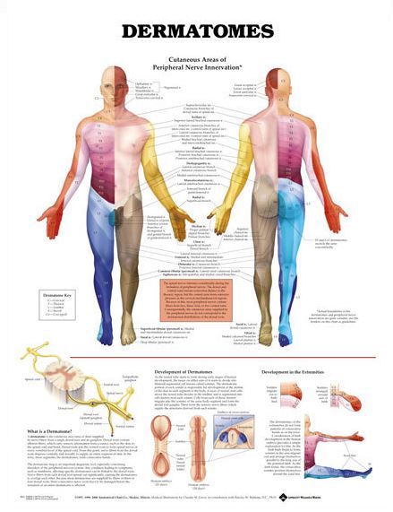 North Coast Medical Anatomical Wall Charts, Vinyl-Laminated