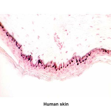 Fontana-Masson Stain Set Melanin Control Slides