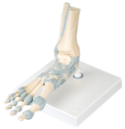 Foot Skeleton with Ligaments