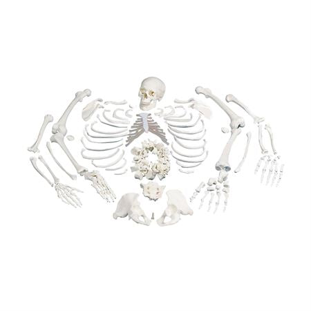 Full Disarticulated Skeleton Full Skeleton - Disarticulated